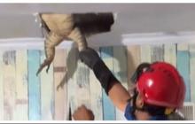 Bikin Deg-Degan, Momen Petugas Damkar Karawang Evakuasi Biawak Besar di Plafon Rumah Warga Ini Viral