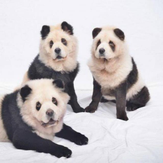 Lucu Tiga Anjing Ini Diwarnai Agar Mirip Panda Lifestyle