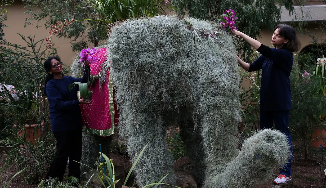 Pekerja menata tumbuhan untuk dipamerkan pada Festival Anggrek di Royal Botanic Gardens di Kew, London Barat, Kamis (2/2). (AFP PHOTO / Daniel Leal-Olivas)