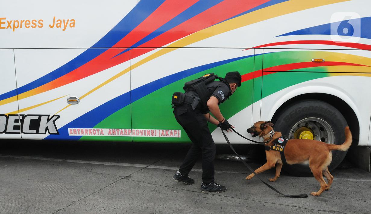 <p>Petugas mengerahkan anjing pelacak K9 BNN untuk memeriksa bagasi bus di Terminal Kampung Rambutan, Jakarta, Rabu (27/04/20222). Pemeriksaan dengan anjing pelacak tersebut dilakukan guna mengantisipasi peredaran narkoba di tengah arus mudik menyambut Lebaran atau Hari Raya Idul Fitri 1443 H. (merdeka.com/Arie Basuki)</p>