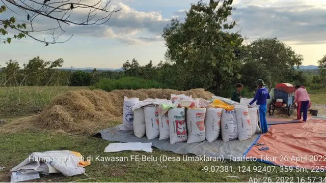 Dinas Pertanian Belu Bantah Food Estate Gagal, Faktanya Adalah Lahan Belum Ditanami