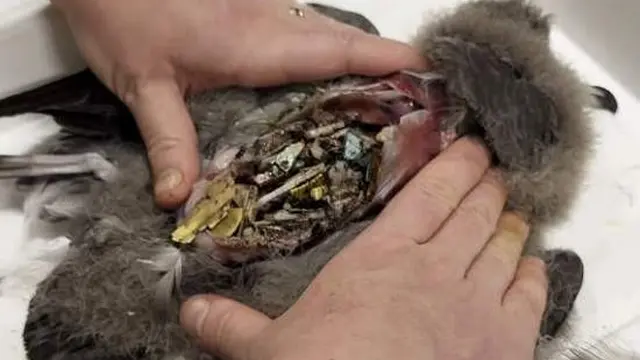 Burung Terkontaminasi Plastik