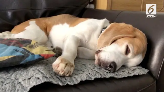 Lucu dan menggemaskan, seekor anjing beagle mengigau dan menggonggong sepanjang tidurnya.