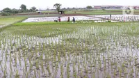 Petani menanam padi di persawahan di kawasan Tangerang, Kamis (3/12/2020). Kementerian Pertanian menargetkan pada musim tanam pertama 2020-2021 penanaman padi mencapai seluas 8,2 juta hektare menghasilkan 20 juta ton beras. (Liputan6.com/Angga Yuniar)