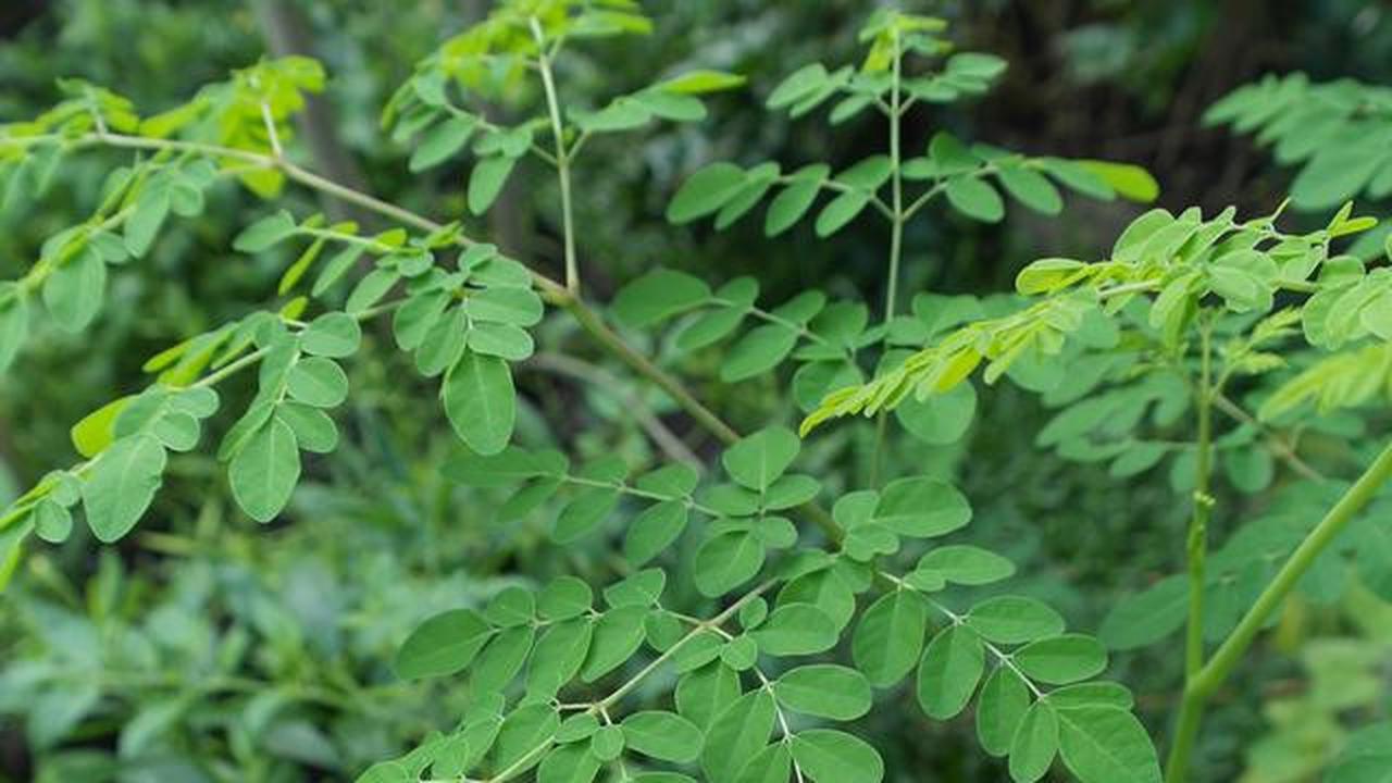 10 Manfaat Daun Kelor Si Superfood yang Kaya Nutrisi dan Khasiat Medis