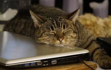 8 Alasan Kucing Suka Duduk di Laptop, Cat Lovers Harus Tahu