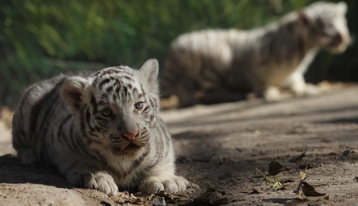 Satu dari dua bayi harimau Benggala ketika dipamerkan ke publik di kebun binatang San Jorge, Meksiko, 28 November 2017. Harimau Benggala hanya terdapat di habitat aslinya di India, Nepal, Bhutan, dan Bangladesh. (AFP PHOTO / HERIKA MARTINEZ)