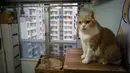 Seekor kucing mengamati pengunjung yang masuk ke dalam toko tuannya di Hong Kong, Senin (12/12). Warga Hong Kong, khususnya para pedagang percaya bahwa memelihara kucing di tokonya akan membawa keberuntungan. (AFP Photo/Anthony Wallace) 
