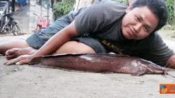 Citizen6, Sragen: Ikan lele ini termasuk ikan raksasa yang memiliki panjang 45 cm yang berhasil dikembangbiakkan oleh Tarmin di Sragen. (Pengirim: Ayu)