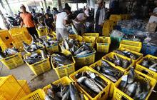 Perubahan Iklim Bikin Makanan Laut Berbahaya Untuk Dikonsumsi, Risiko Manusia Digigit Ular Makin Tinggi