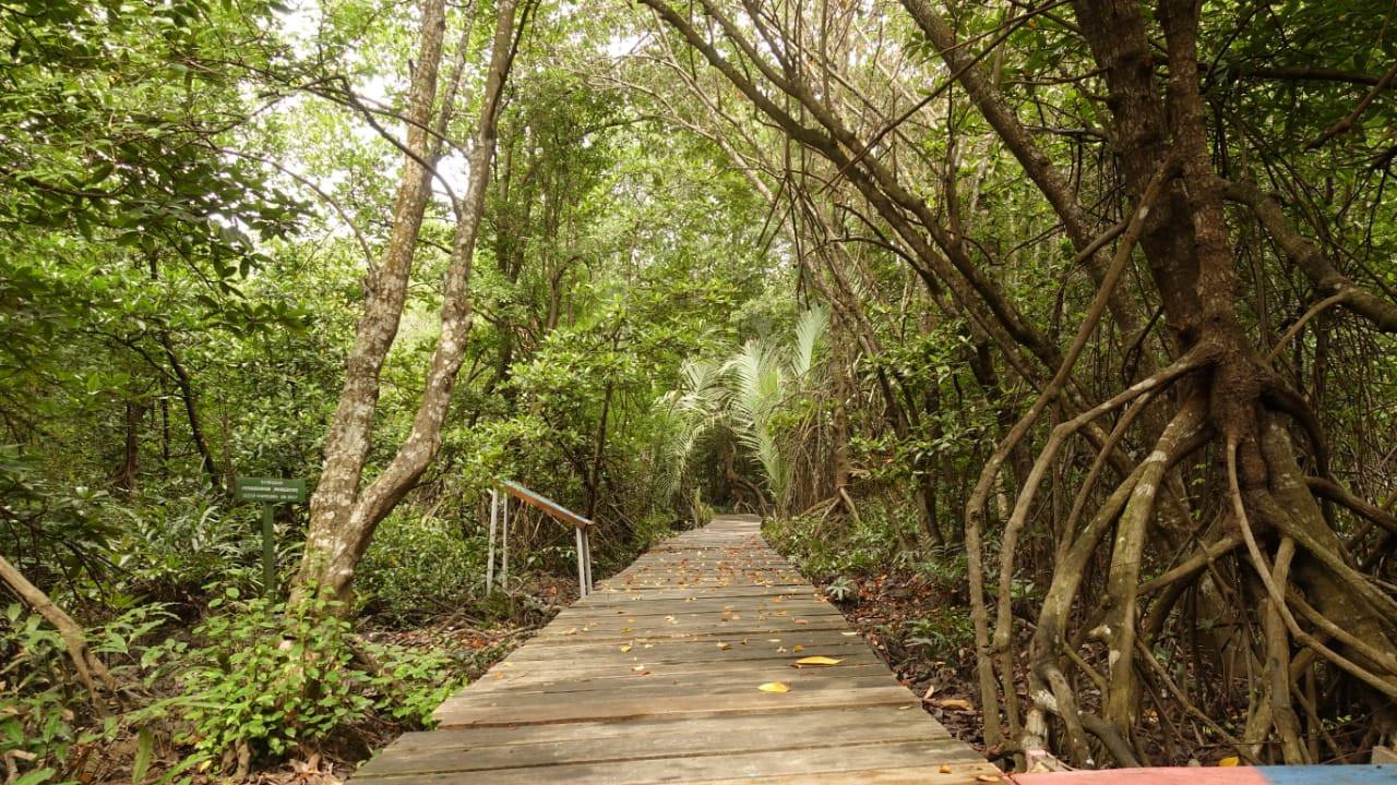 Pemulihan Gambut dan Mangrove,  Pemerintah Perkuat Kebijakan Iklim