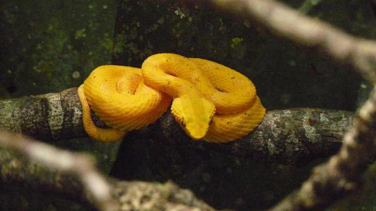 9 Tanda Kehadiran Anakan Ular di Halaman Rumah, Patut Waspada