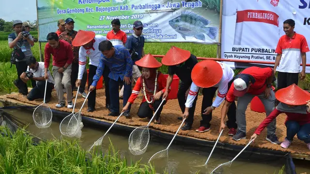 Panen ikan dengan sistem minapadi di Desa Gembong, Bojongsari, Purbalingga, Jawa Tengah. (Foto: Liputan6.com/Humas Protokol PBG/Muhamad Ridlo)