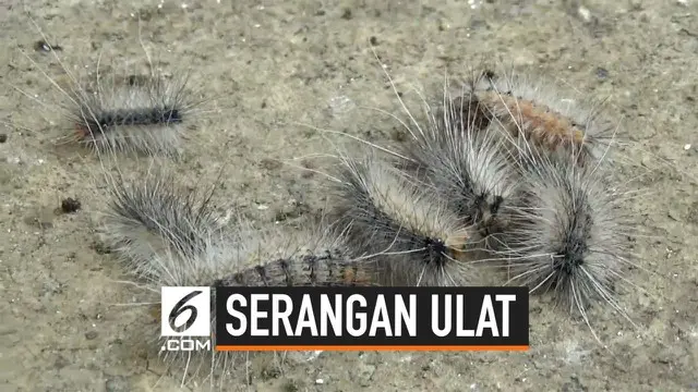 Pemda Pasuruan bergerak cepat untuk menumpas hama ulat yang terjadi di beberapa desa. Obat anti hama diberikan pada beberapa desa yang terserang ulat.