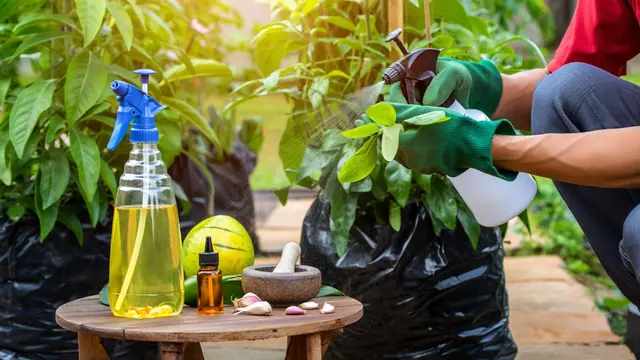 Cara Membuat Kebun Buah di Polybag (Foto: Reve.com)