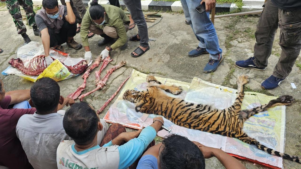 Enam Orang Membantai dan Menguliti Harimau Sumatera
