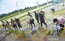 Kubu Raya Genjot Optimalisasi Lahan Food Estate, Targetkan Panen Dua Kali Setahun