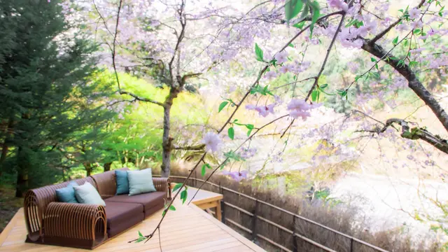 Musim Sakura di Jepang