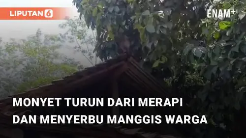 VIDEO: Kawanan Monyet Turun dari Merapi dan Menyerbu Pepohonan Manggis Milik Warga