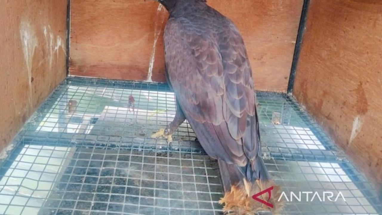 BKSDA Bali Lepasliarkan Delapan Satwa Dilindungi, Elang Brontok Kembali ke Alam