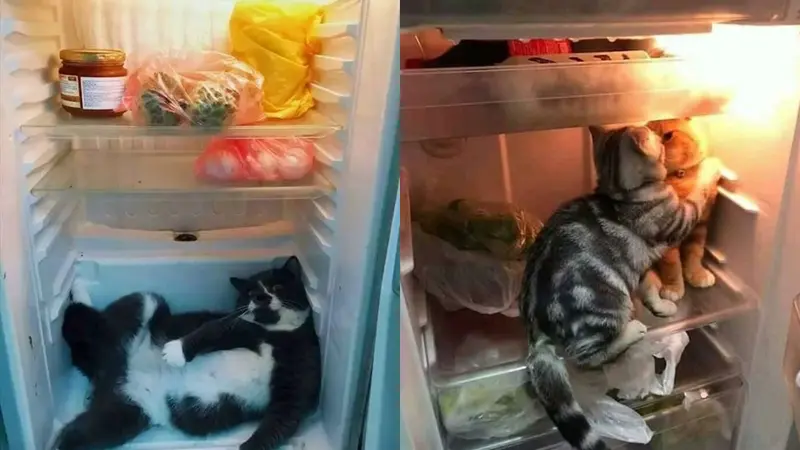 Kucing di Dalam Kulkas