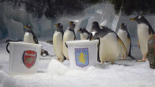 Ginny si penguin meramal pemenang Piala FA