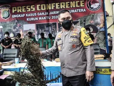 Kapolda Metro Jaya Irjen Fadil Imran menunjukkan salah satu pohon ganja saat rilis pengungkapan ladang ganja di Mapolres Metro Jakarta Barat, Selasa (9/3/2021). Sat Resnarkoba Polres Metro Jakarta Barat berhasil menemukan ladang ganja seluas 12 hektare di Sumatera Utara (merdeka.com/Iqbal S Nugroho)