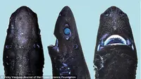 Ditemukan spesies hiu unik yang pandai berkamuflase dan bisa menyala dalam gelap.