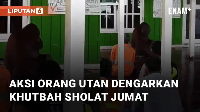 Seekor orang utan mengikuti dan mendengarkan khutbah sholat jumat mengundang perhatian