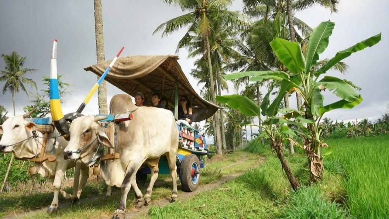 Wulan bersama anak-anaknya sangat bahagia bisa berkeliling sawah naik pedati. Soalnya, ini merupakan pengalaman baru untuk mereka.