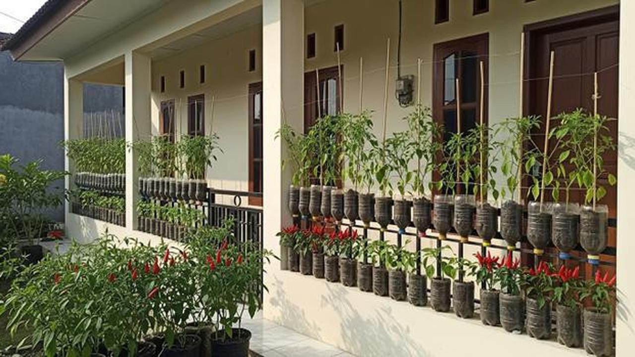 10 Jenis Sayuran yang Bisa Ditanam di Botol Plastik Bekas, Cocok Jadi Hiasan Teras