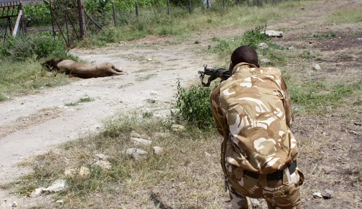 Seorang petugas jagawana Kenya (KWS) menembak mati seekor singa jantan yang berkeliaran di luar ibu kota Kenya, Nairobi, Rabu (30/3). Singa bersurai hitam itu ditembak mati setelah hewan itu melukai seorang pejalan kaki di Isinya. (REUTERS/Stringer)