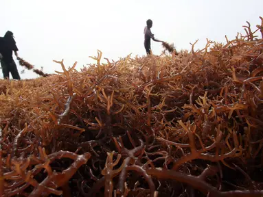 Kelompok Tani Sumber Laut Berjaya binaan PT Pertamina menjemur hasil panen rumput laut di Kampung Manggar, Balikpapan, Kamis (29/10). Pada 2020, Menteri Susi Pudjiastuti melarang ekspor bahan baku mentah rumput laut. (Liputan6.com/Immanuel Antonius)