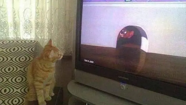 6 Potret Kucing Serius Nonton TV Ini Bikin Gemas Lihatnya