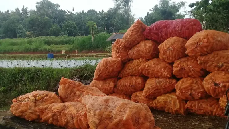 Petani Tuban Siapkan Ekspor Benih Jagung Hibrida ke Timor Leste