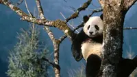 Mau tahu keseharian para anak panda? Tahan gemasnya. Lagi Puasa.