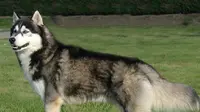 Pria Ini Bunuh Ratusan Anjing, Lalu Jual Dagingnya ke Kedai Kebab