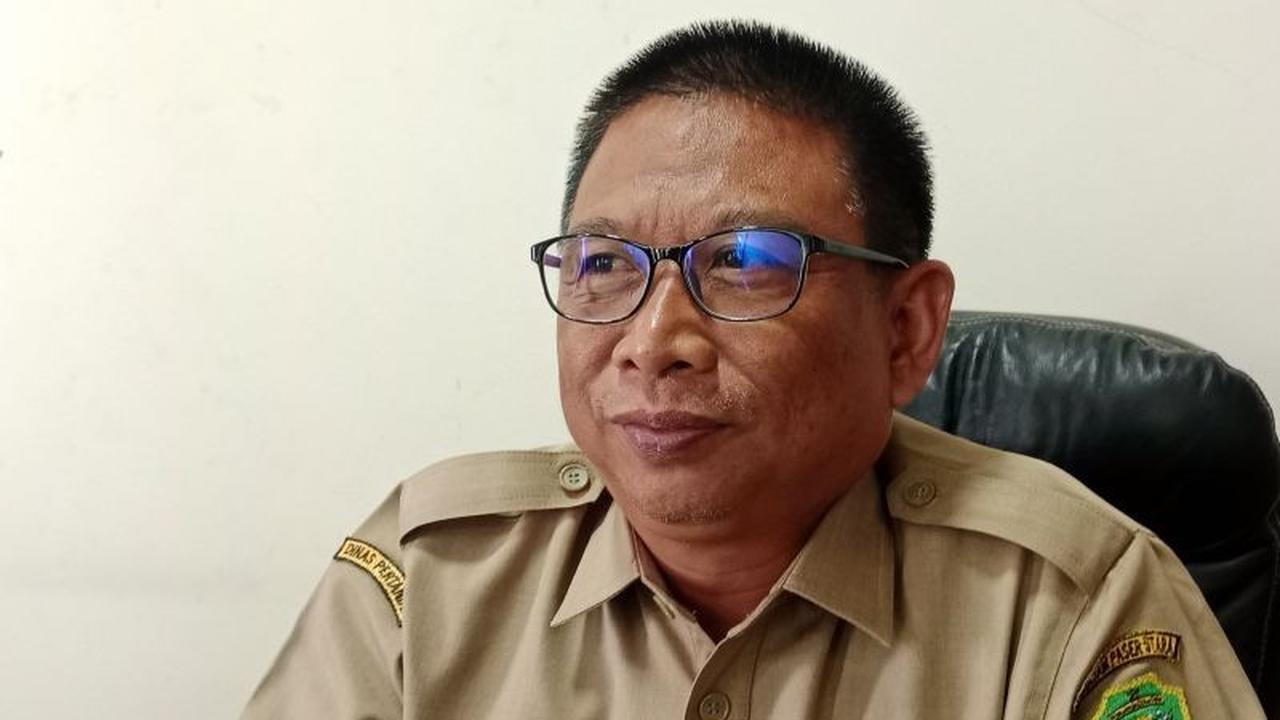 Produksi Cabai Penajam Paser Utara Capai 1.680 Ton, Amankan Pasokan Hingga Idul Fitri