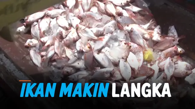 ikan langka