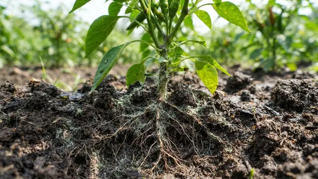 Agen Hayati Trichoderma untuk Tanaman Cabai