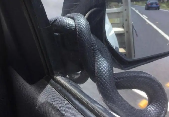 Pengemudi mobil bernama Ogier tak menyangka jika makhluk tak diundang itu adalah ular jenis Red-bellied black (Facebook)