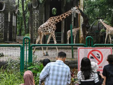 Pengunjung menyaksikan satwa di Kebun Binatang Ragunan, Jakarta, Selasa (1/4/2025). (merdeka.com/Arie Basuki)