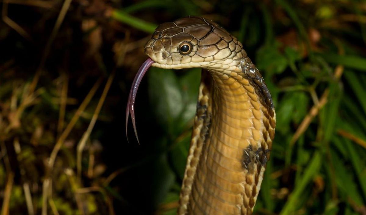 8. KING COBRA