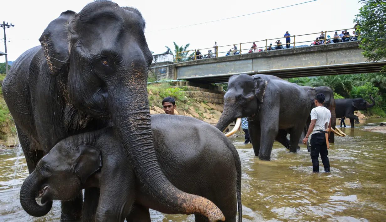 Gajah-gajah Sumatera dimandikan oleh pawang mereka di sungai di Koridor Satwa Trumon, Kawasan Ekosistem Leuser, Aceh Selatan pada 15 April 2019. Gajah merupakan hewan mamalia darat terbesar yang masih hidup sampai saat ini. (CHAIDEER MAHYUDDIN / AFP)