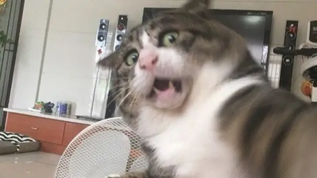 Tingkah Kocak Kucing Ini Viral Jadi Meme di Medsos