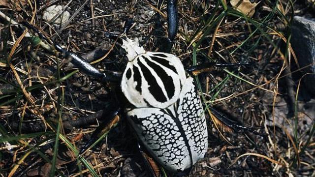 8 Serangga Ini Melegenda Karena Ukuran dan Racun Mereka