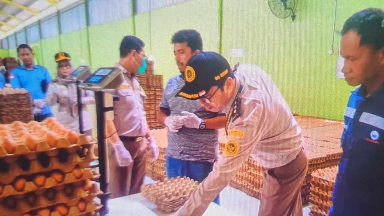 BKHIT Sumsel Dampingi Produsen Telur Ayam Tembus Pasar Global, Perkuat Ekspor Telur Sumatera Selatan