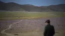 Bunga-bunga bermekaran di gurun Atacama, utara Santiago, Chile, Rabu (13/10/2021). Pada musim hujan yang sangat lebat, fenomena alam yang dikenal sebagai gurun yang berbunga terjadi, membuat benih tanaman yang ada di tanah tiba-tiba berkecambah sekitar dua bulan setelah hujan. (MARTIN BERNETTI/AFP)
