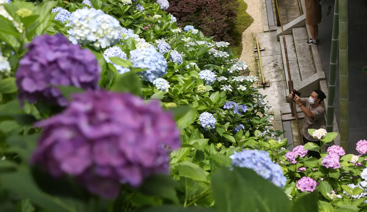Seorang pria dengan mengenakan masker mengambil gambar bunga hydrangea yang mekar penuh di kuil Hasedera di Kamakura, dekat Tokyo pada Senin (15/6/2020). Karena ada banyak bunga hydrangea yang mekar di sini, kuil ini pun dijuluki sebagai kuil hydrangea. (AP Photo/Koji Sasahara)
