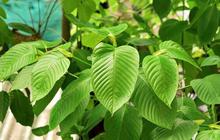 Moeldoko: Kratom Tidak Masuk Kategori Narkotika